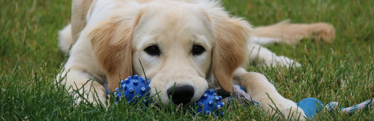 Hund mit Spielzeug, Dr. Iris Müller, craniosakrale Balance