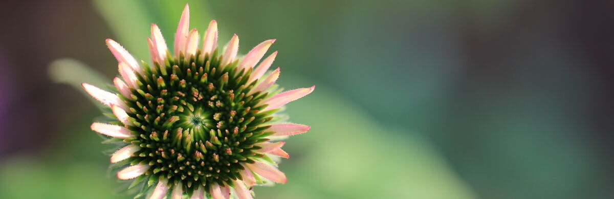 Echinacea